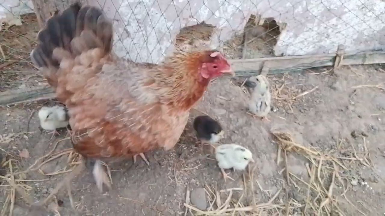 Nag start lng sa 7 na manok ngaun padami na ng padami salamat 🙏 