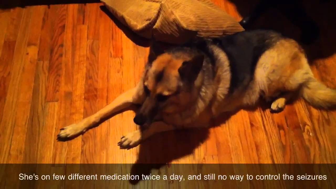 Dusty have another seizure