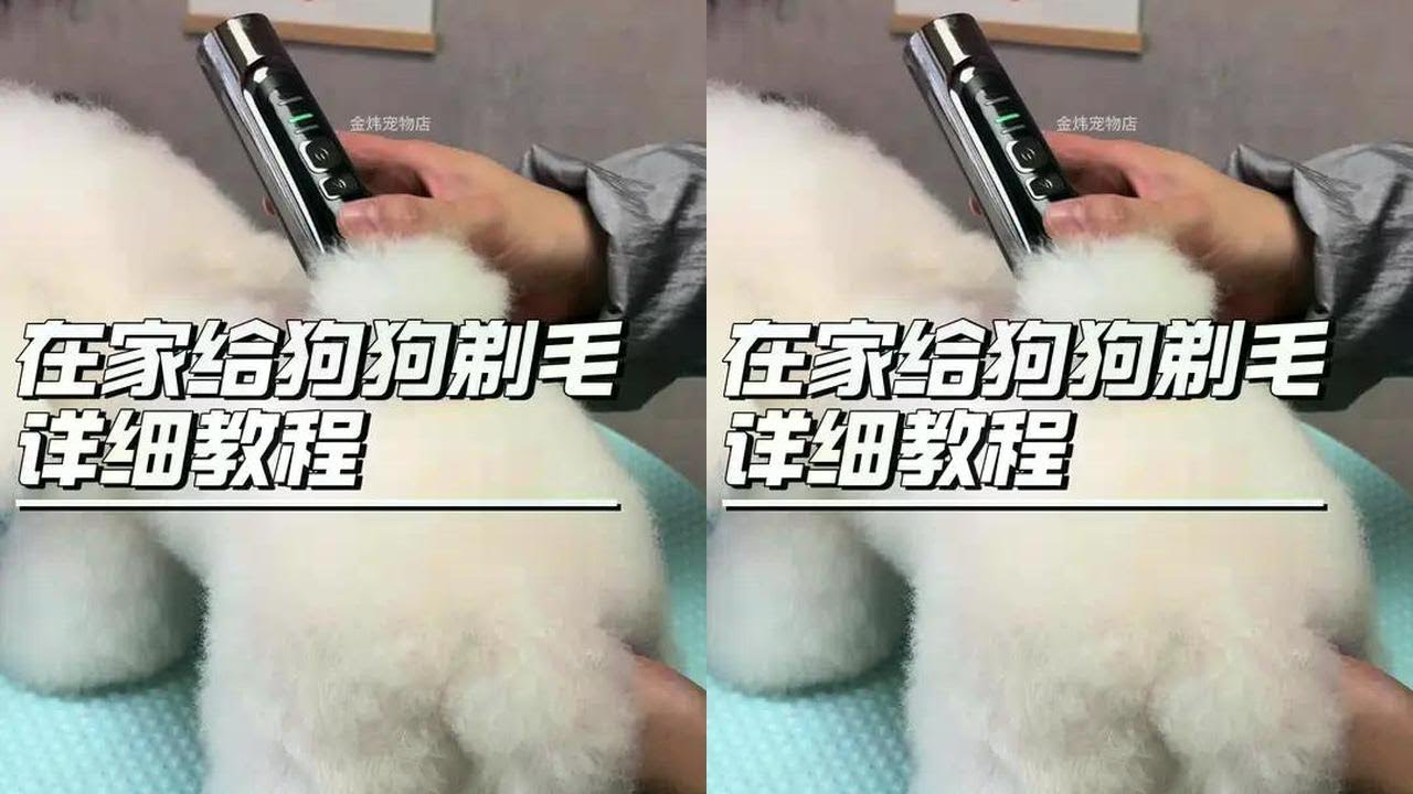 在家给狗狗剃毛方法教程 #狗狗#狗狗美容师#萌宠好物#宠物美容 #比熊