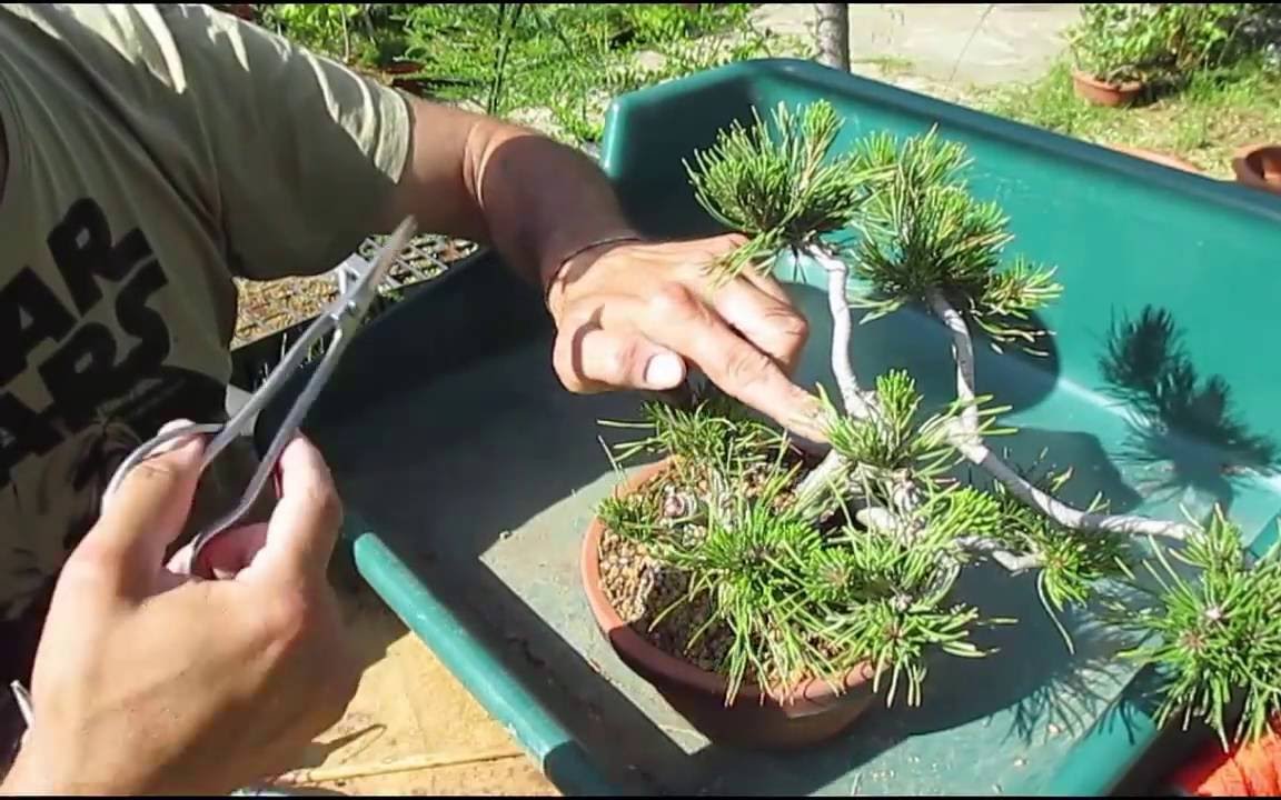 Pinus mugo pinzado de velas