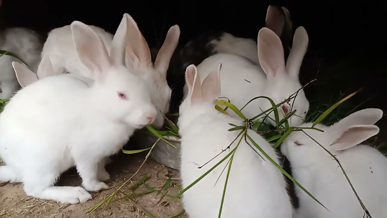 Bunnies morning routine 
