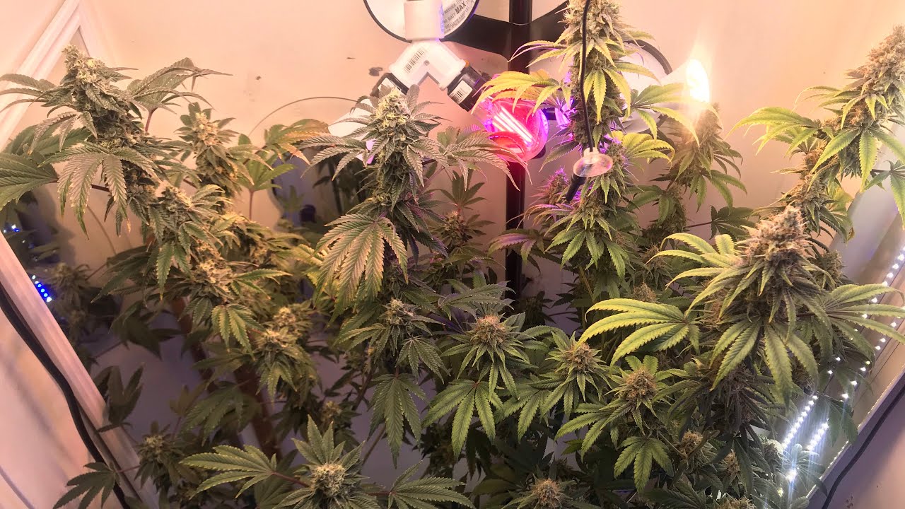 Michigan organic indoor Closet cannabis grow week 7 of flower stage