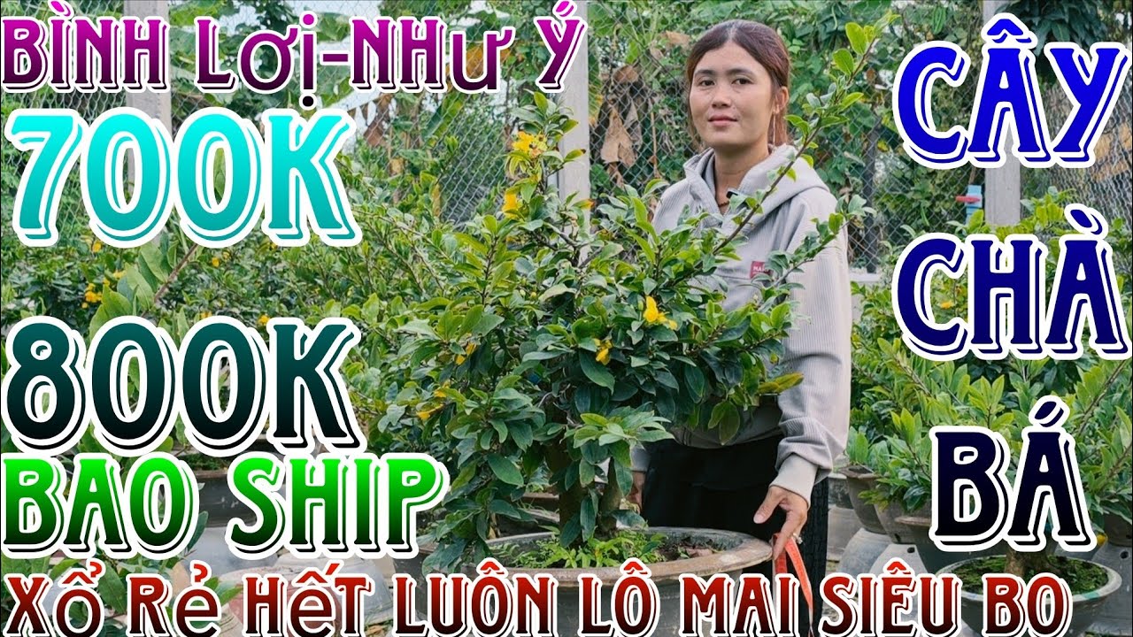 🌈27/02/2026☎️0344449496(LAN)🔥thanh lý dọn vườn lô mai giống siêu bông bình lợi,nhị ngọc toàn già mùa
