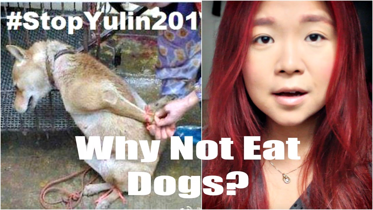 Why We Don't Eat Dogs | Cheap Lazy Talks
