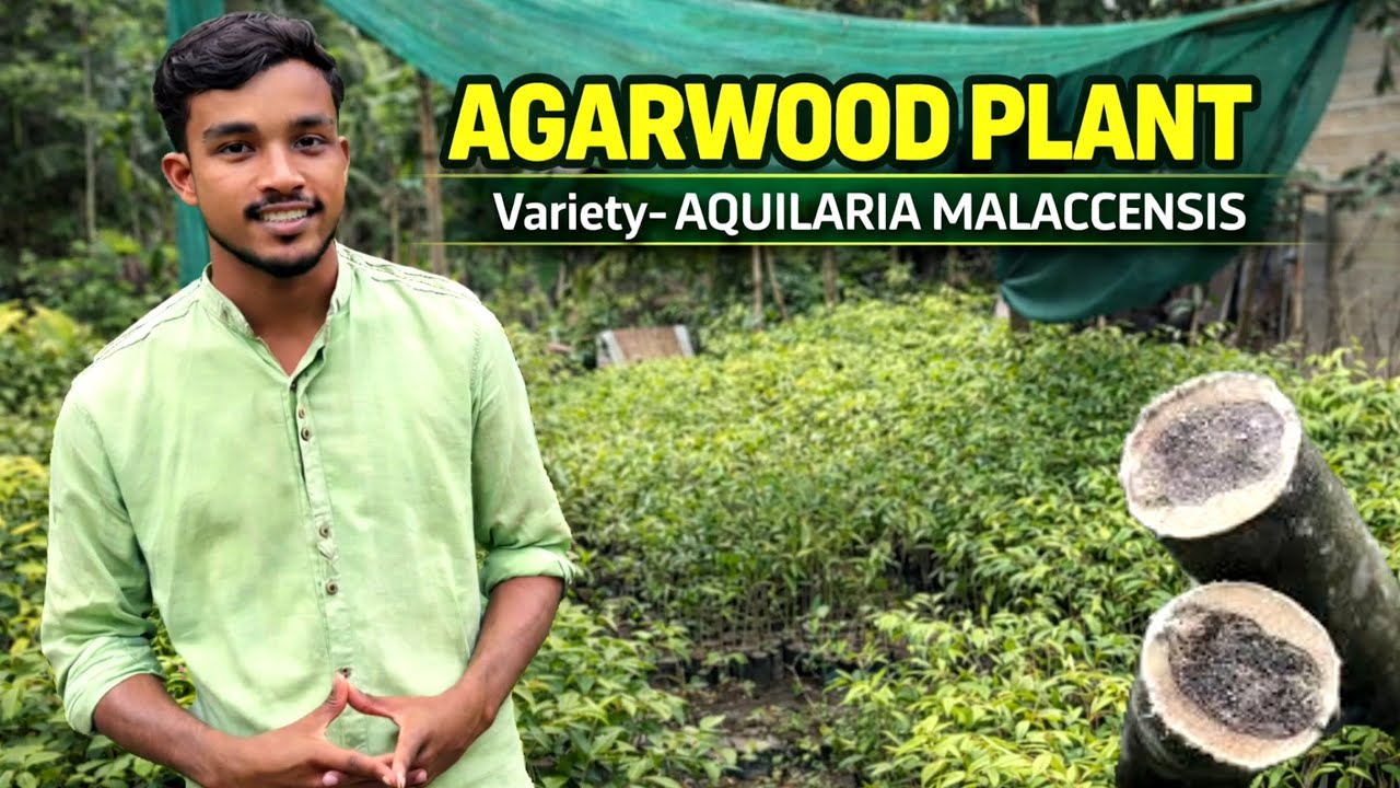 Agarwood Farming Business 💸| 1Tree =Big Return? Long-Term Profitable Plantation@JARIF GREEN NURSERY