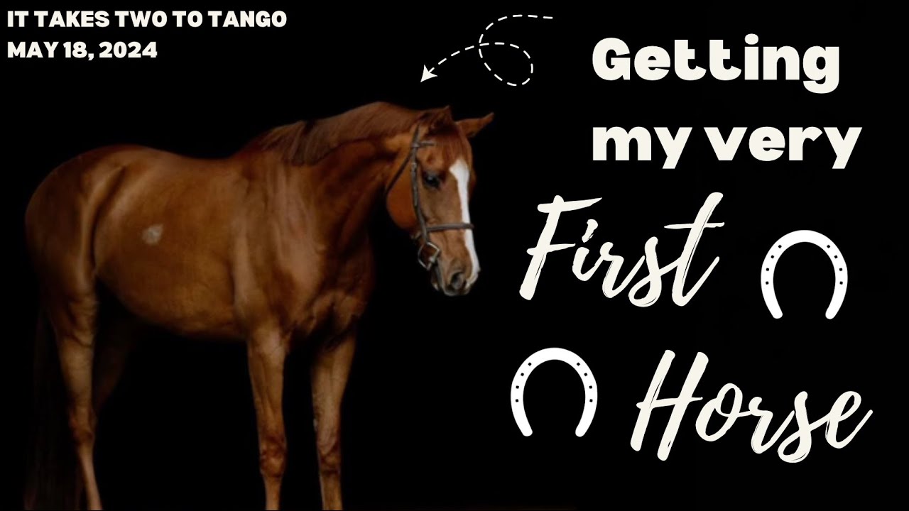GETTING MY FIRST EVER HORSE TANGO MAY 2024!