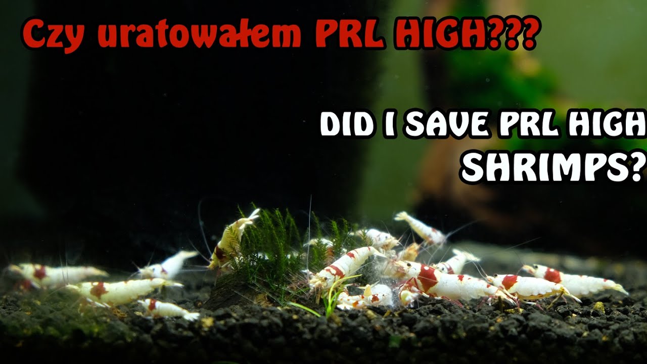 Update zbiornika z krewetkami Pure Red Line High - problemy z wylinką
