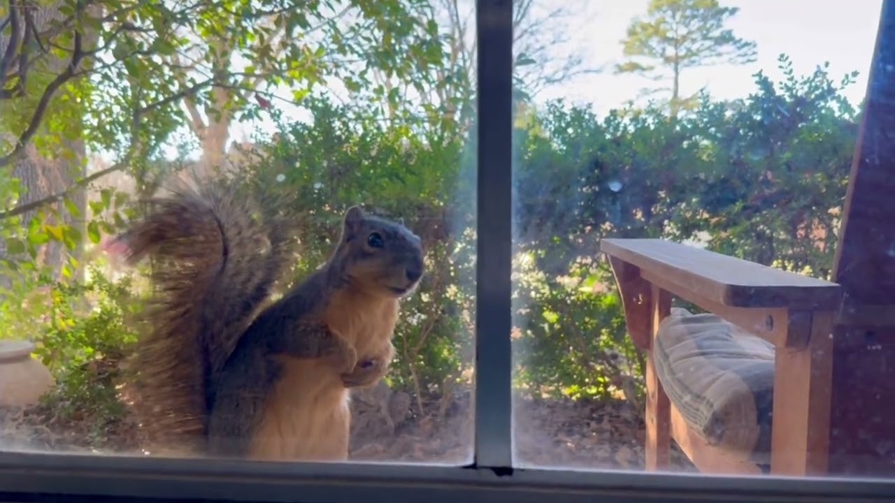 Белка подходит к окну и дразнит кошку #squirrelantics