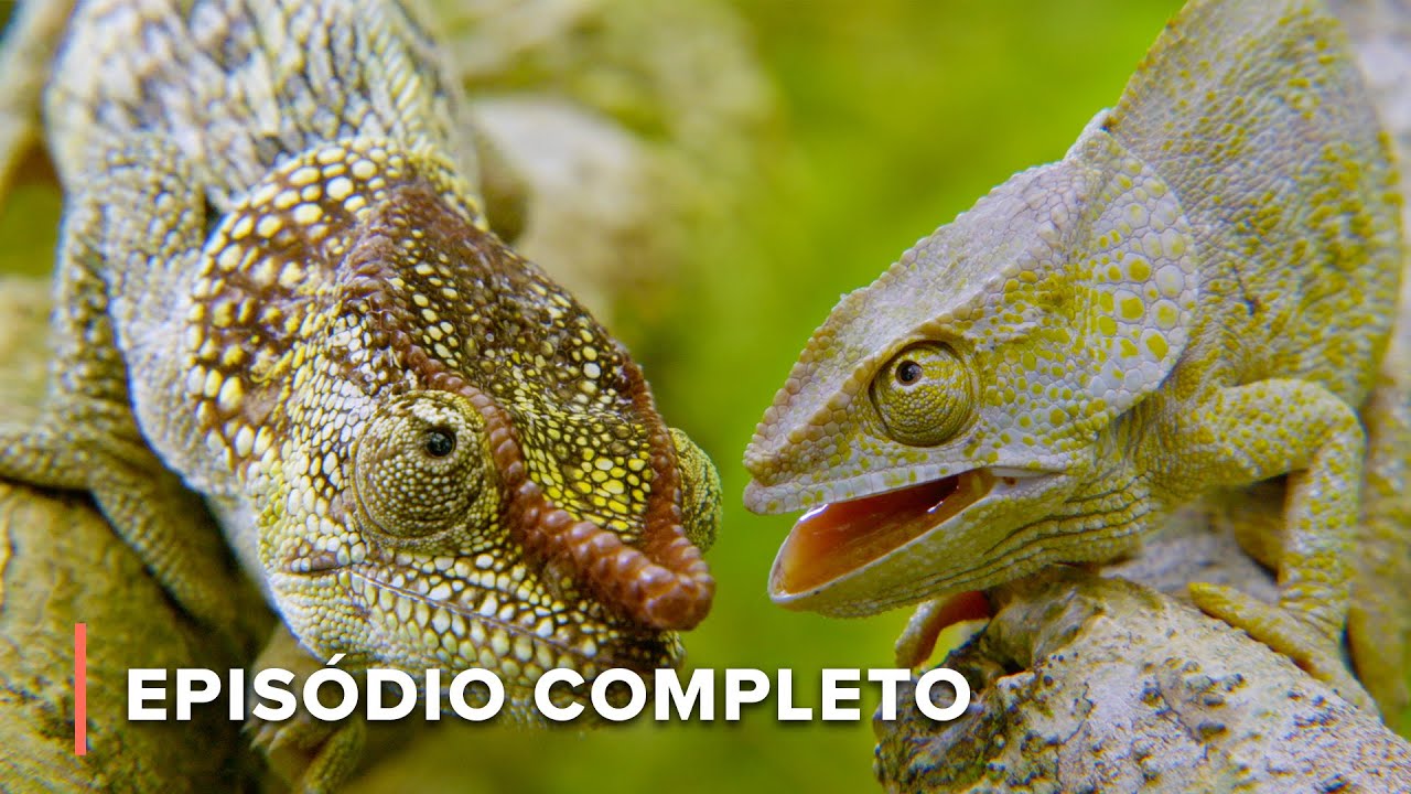 Terra dos Gremlins: Explore a Vida Selvagem Única de Madagascar | Maratona da Temporada Completa