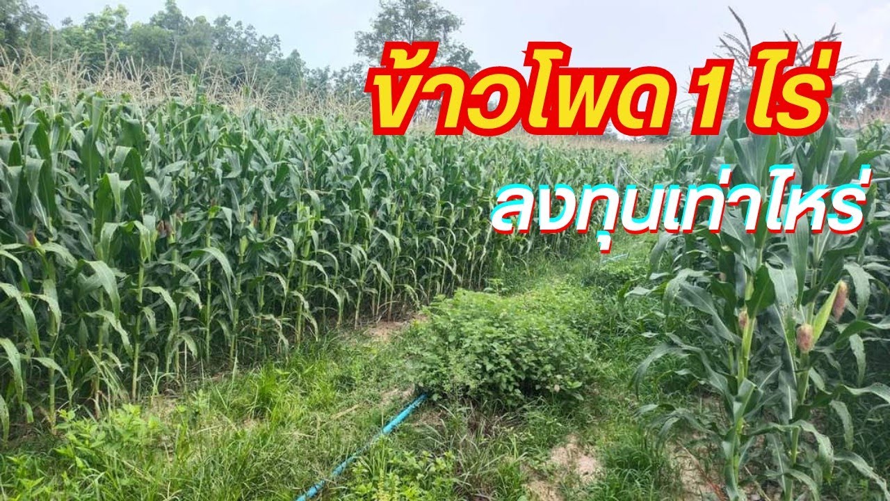 ข้าวโพดเลี้ยงสัตว์ 1 ไร่ ลงทุนเท่าไหร่