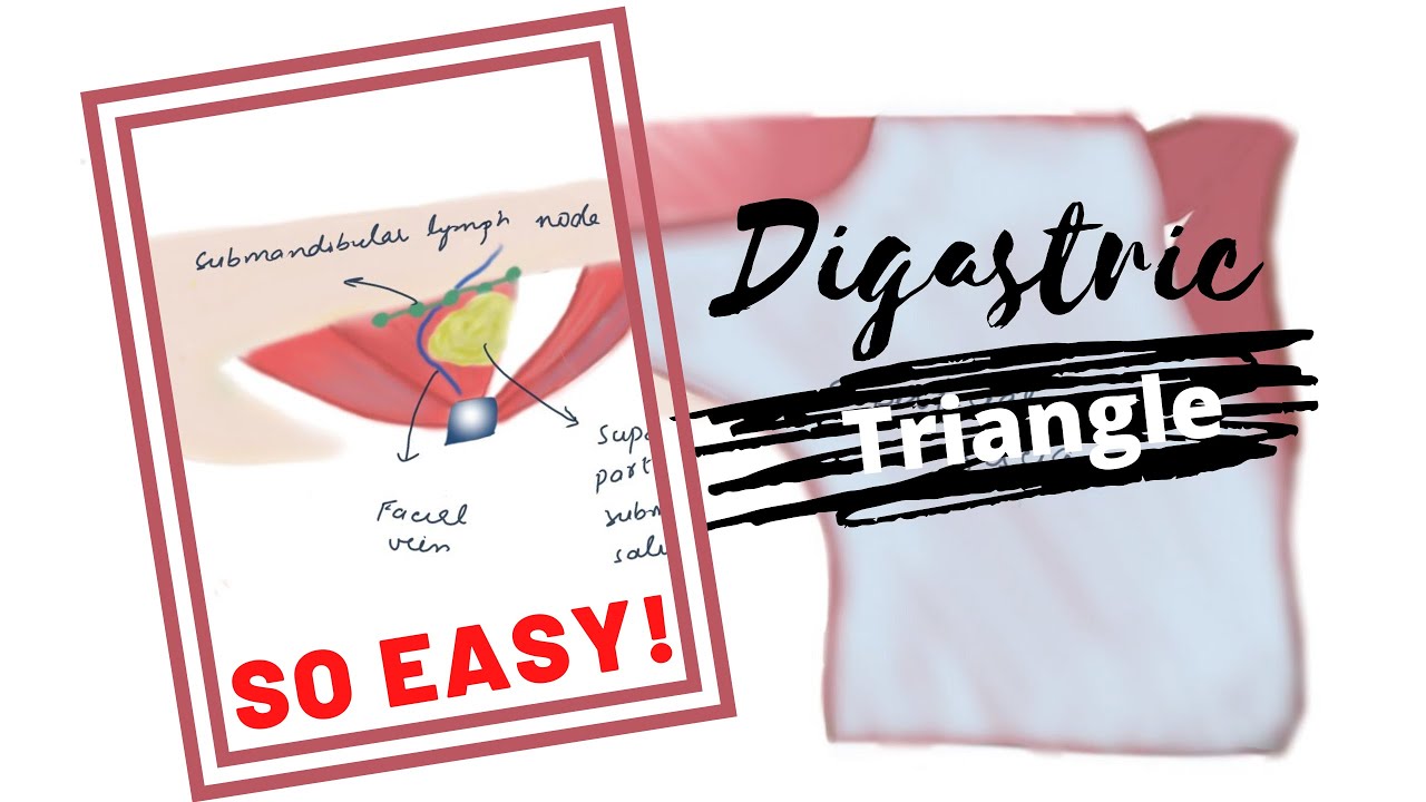Digastric Triangle of Neck | Contents