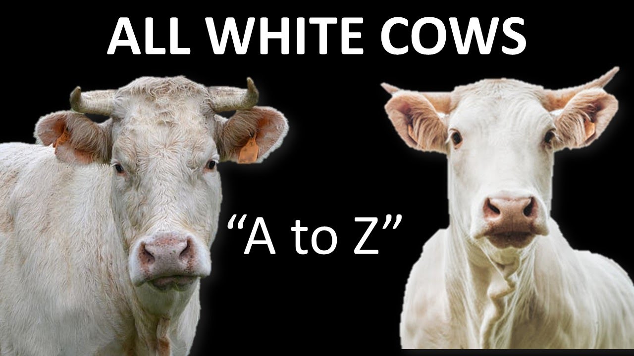 All White Cow Breeds | White Cattle | White Bull | White Cow