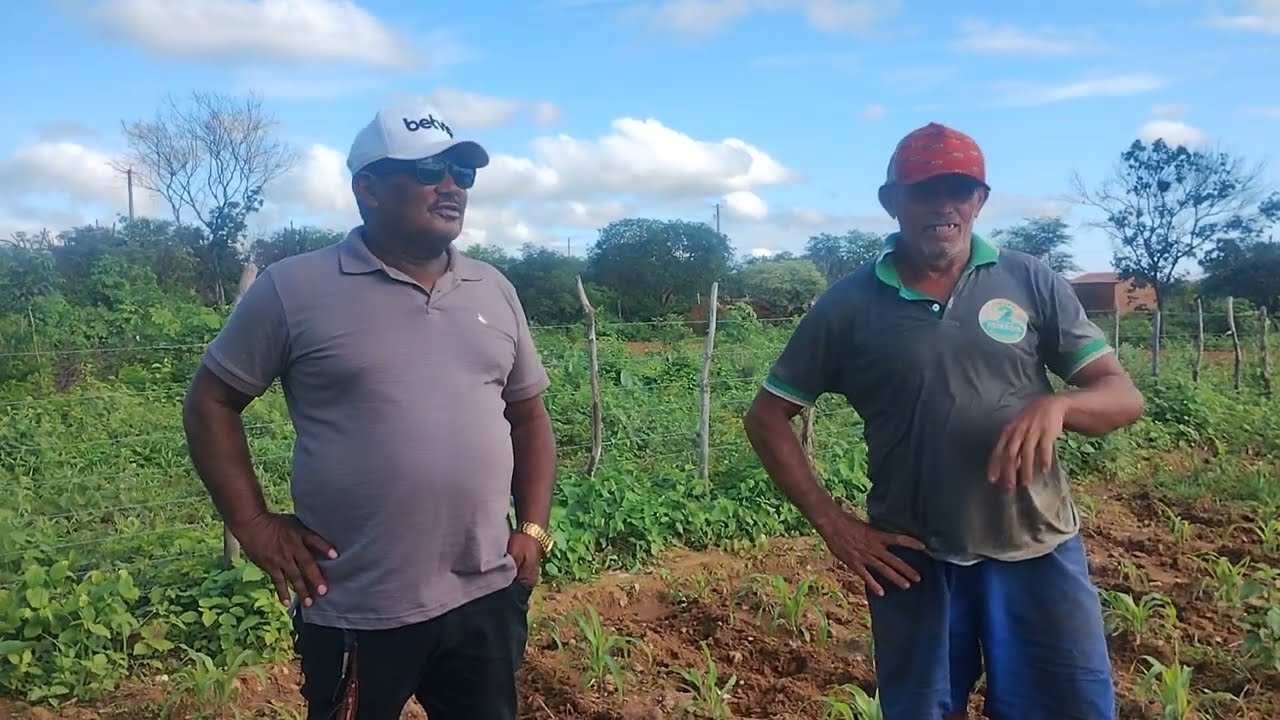 Acompanhei o amigo Cosme limpando o milho no animal no sítio mamoeiro.