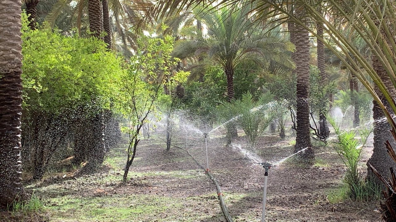 بستان جميلة ومخدومة المساحة دونمين الاربع للبيع في كربلاء//07730984515// 07725226525