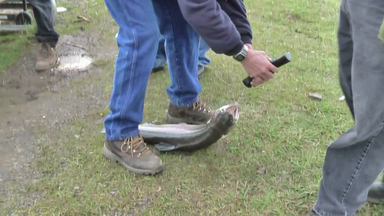Fishing for brooder trout at Junction City pond, Oregon