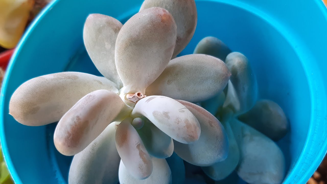 REPRODUCIENDO MI PACHYPHYTUM OVIFERUM