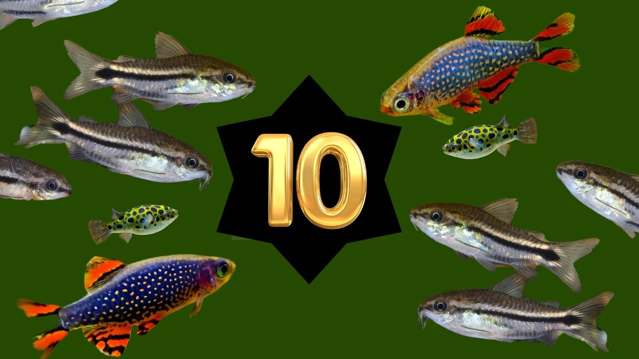 10 Najlepszych ryb do Nano akwarium