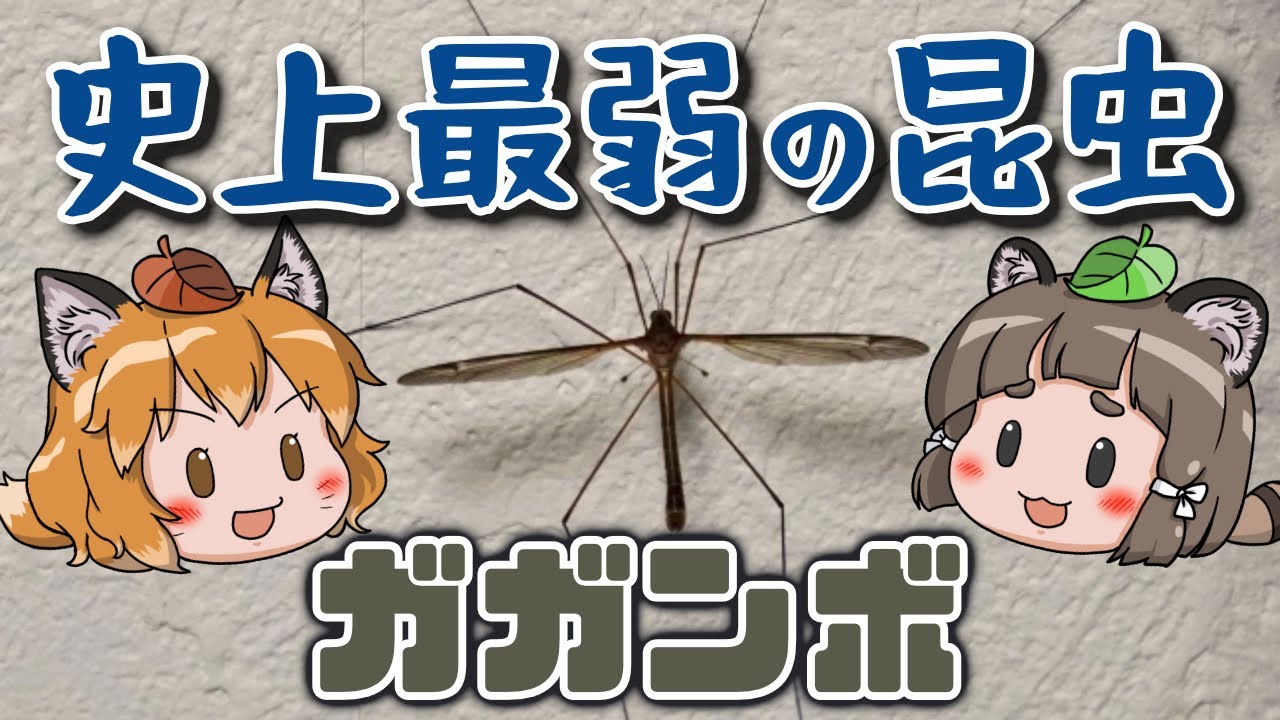 【最弱】触っただけでバラバラ！？史上最弱の昆虫ガガンボ【へんないきもの#88】