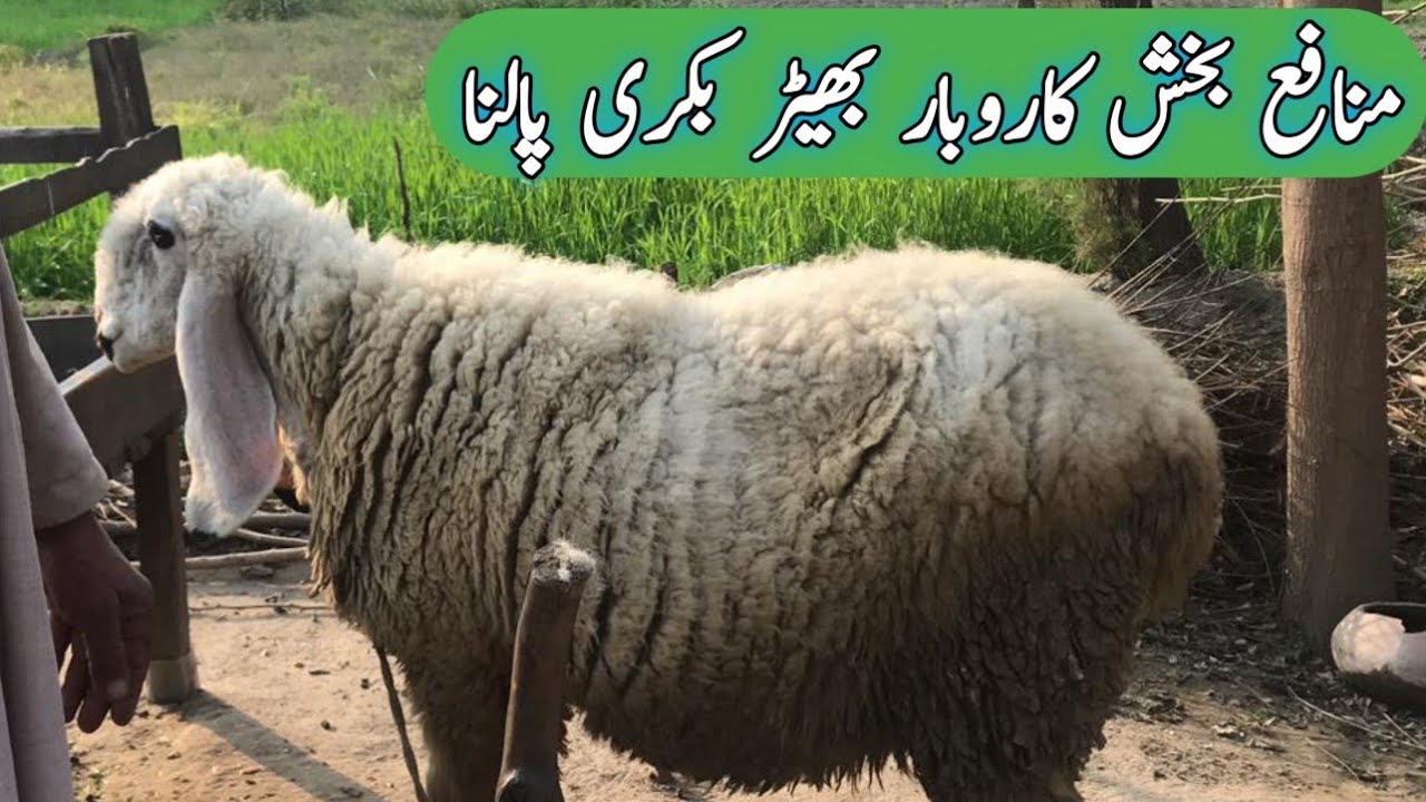 Sheep farming in village and most benefits business MashAllah sheep lovers 