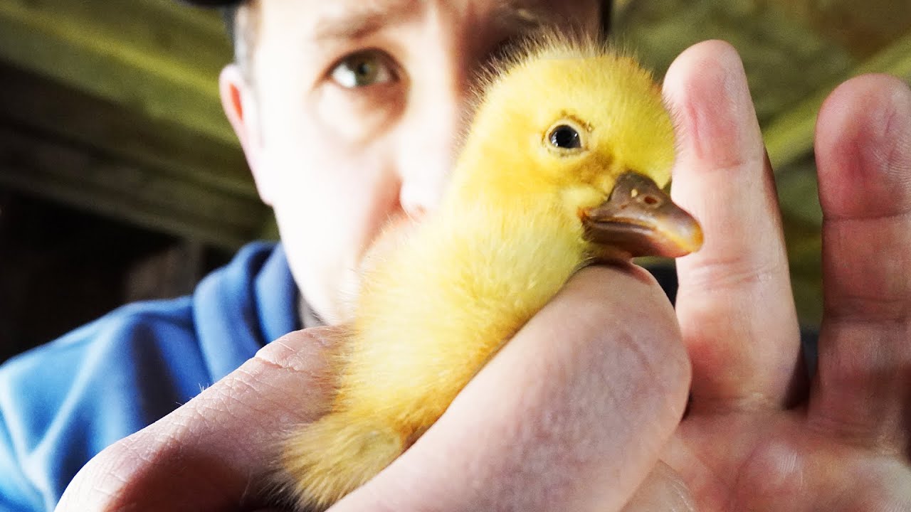 I need to FIX this little Gosling