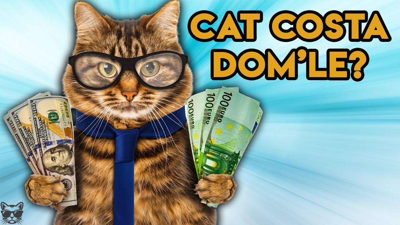 Cat Te Costa Sa Ai O Pisica? Afla Daca Iti Permiti
