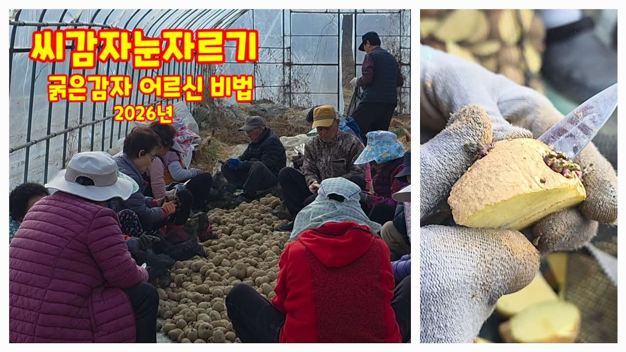 씨감자눈자르기 굵은감자로 자라게 어르신비법 이렇게 눈자르기합니다. 충북괴산 청정자연 자연팜앤쿡