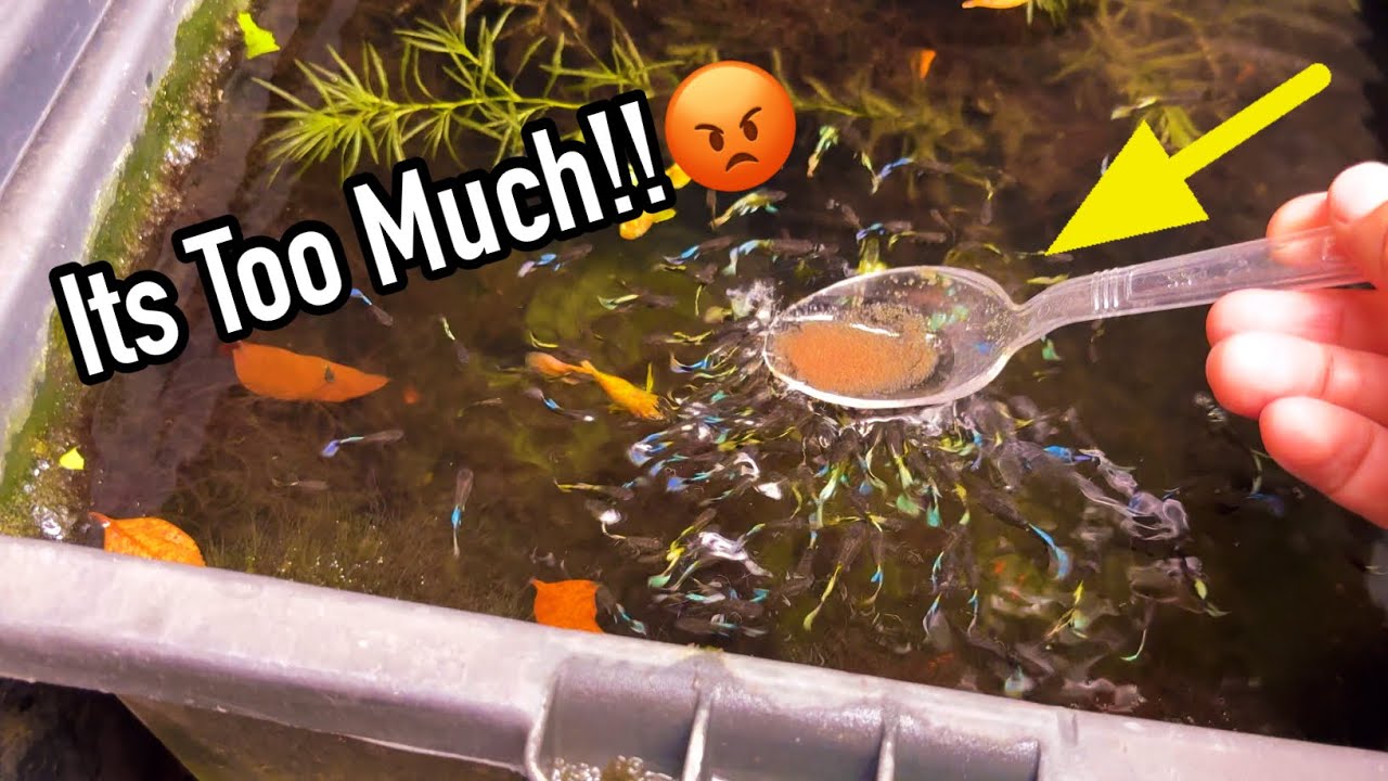 Fishkeepers 7 Deadly ‘Too Much’ Habits in Keeping Guppies That Must Be Avoided 😱 