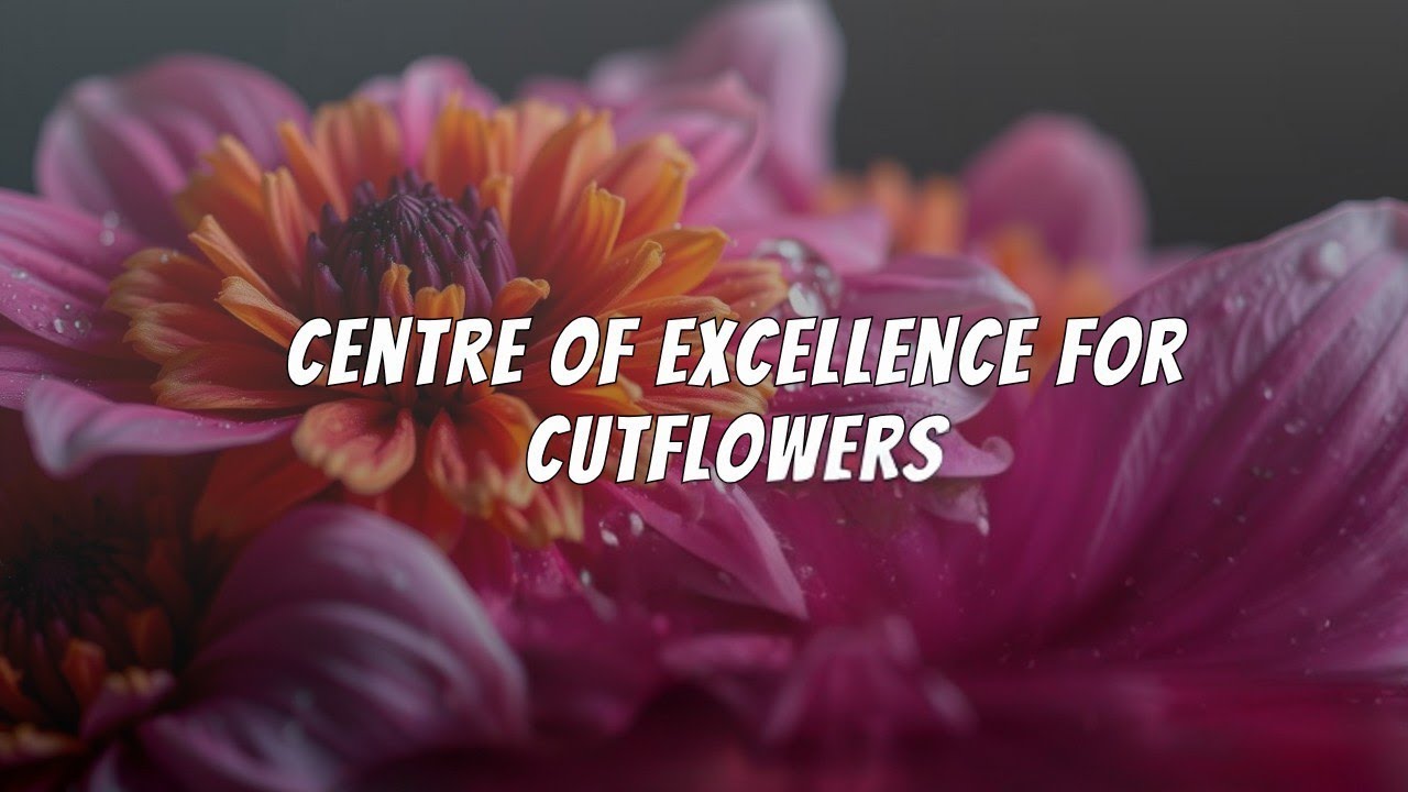 You Won't Believe What's Growing in Thally's Centre of Excellence for Cutflowers