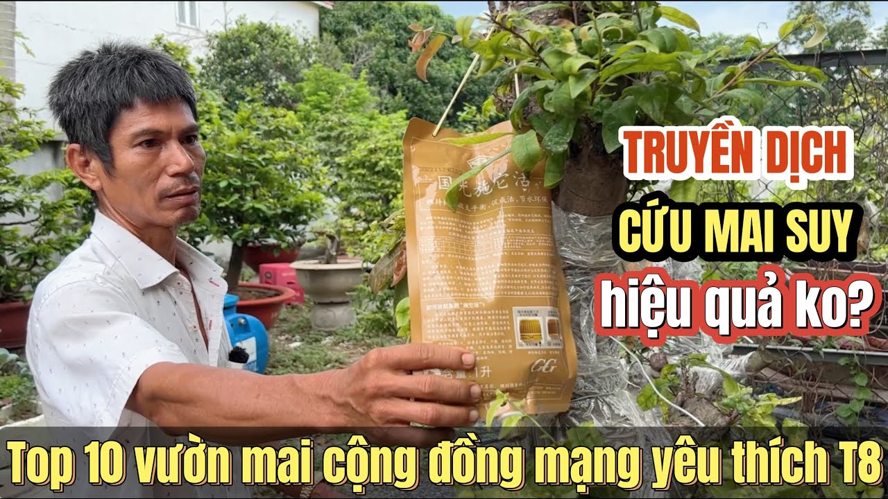 Vườn mai Sáu Hoàng Top 10 nhà vườn CĐM yêu thích T8AL/23 Truyền dịch cứu mai suy có hiệu quả thật ko