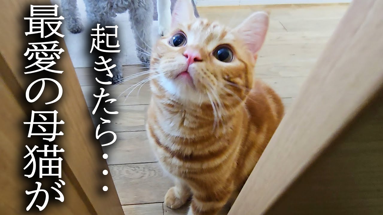 「母猫がいない！」と大泣きして必死に探し回る子猫がこちらです...