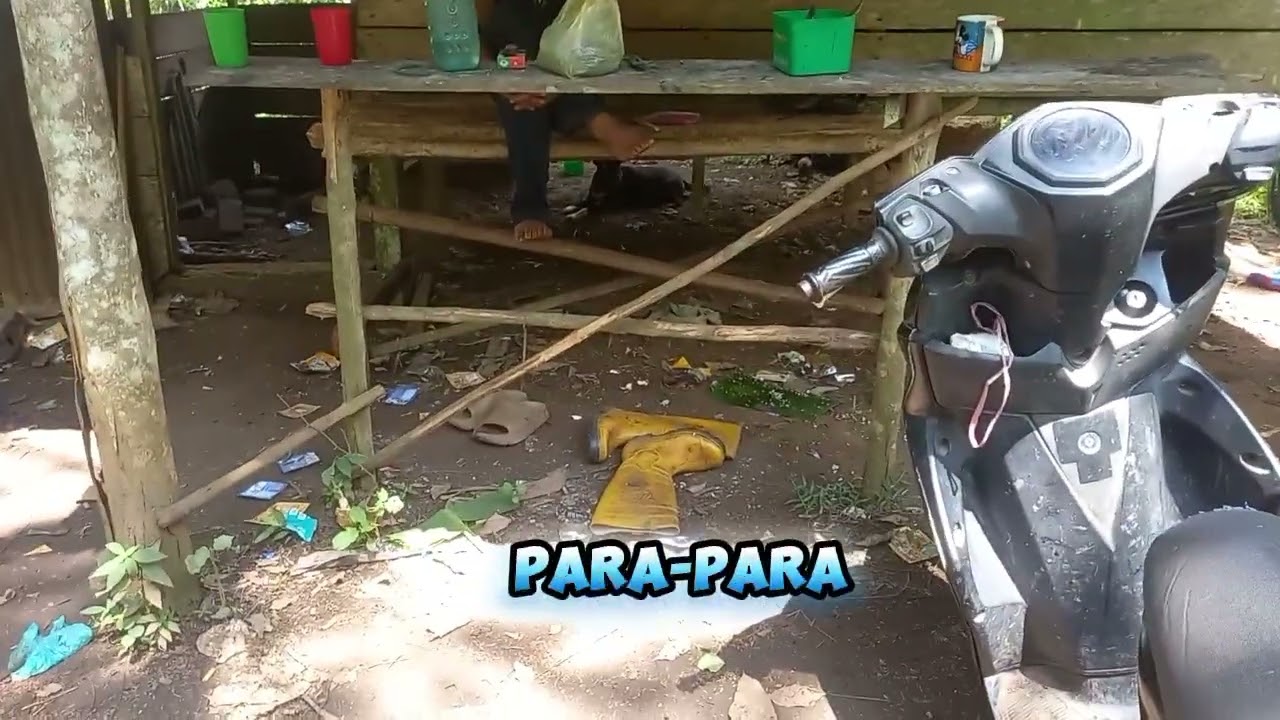 KEGIATAN BERKEBUN JAGUNG DAN KARET