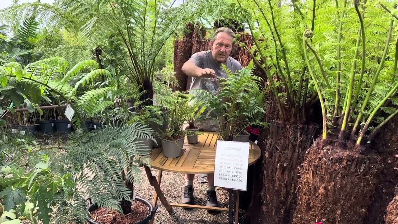 Tree ferns at Big Plant Nursery growing and in stock July 2025