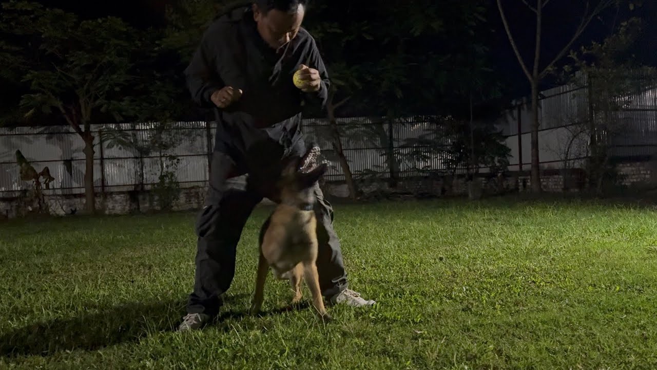 Hollen Dog Training Centre Imphal, Manipur 9774855951