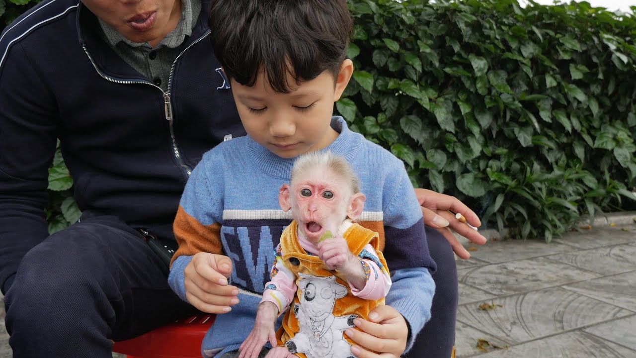 Baby monkey Abi goes out with dad to meet new monkey friends