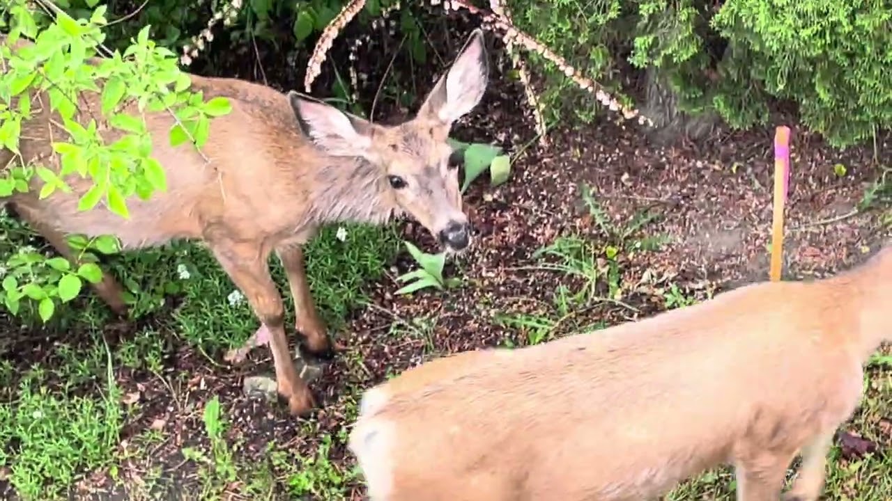 Deer Family Visit May 21, 2023