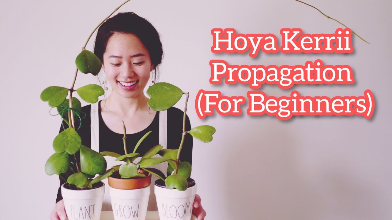 How to propagate Hoya kerrii ?