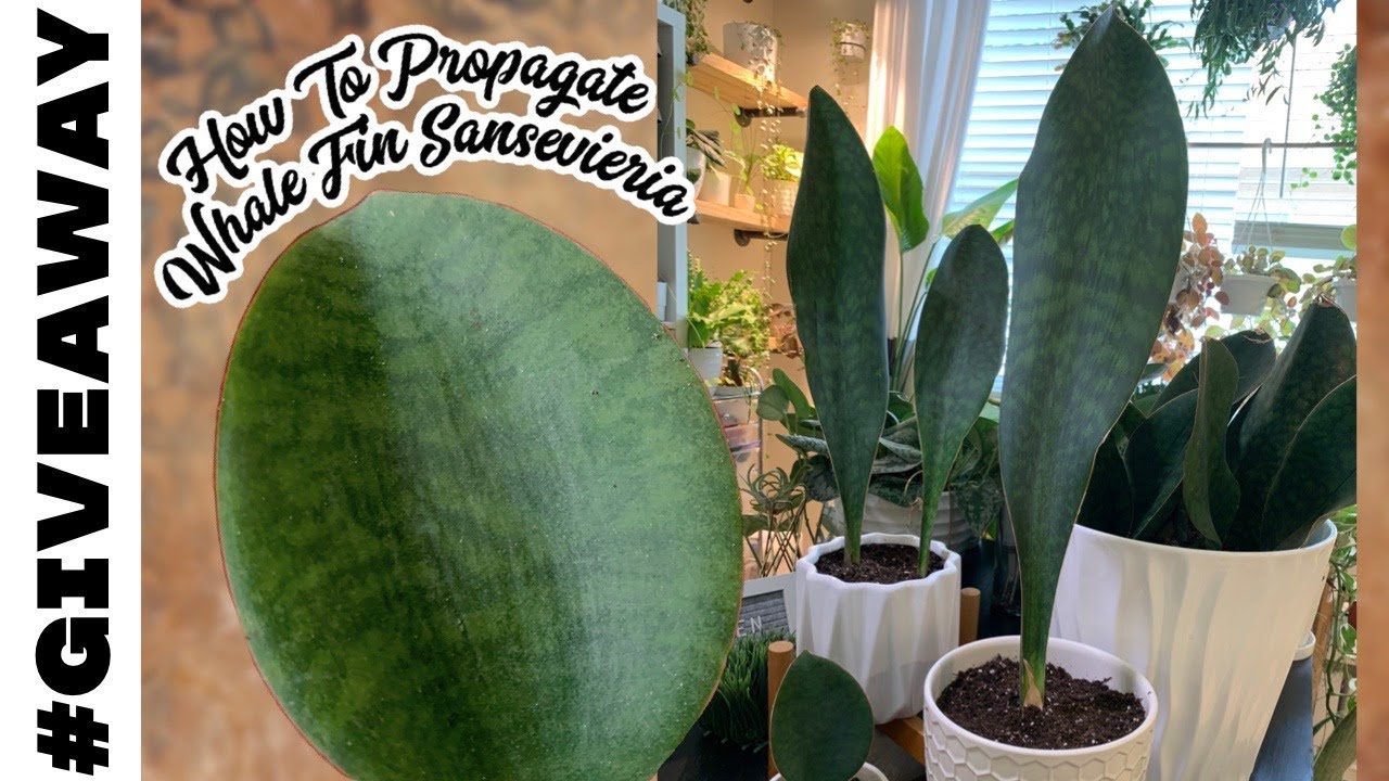 Как разделить и вырастить большую сансевиерию «Китовый плавник» 🌿Плюс #РОЗЫГРЫШ || Девушка с садом