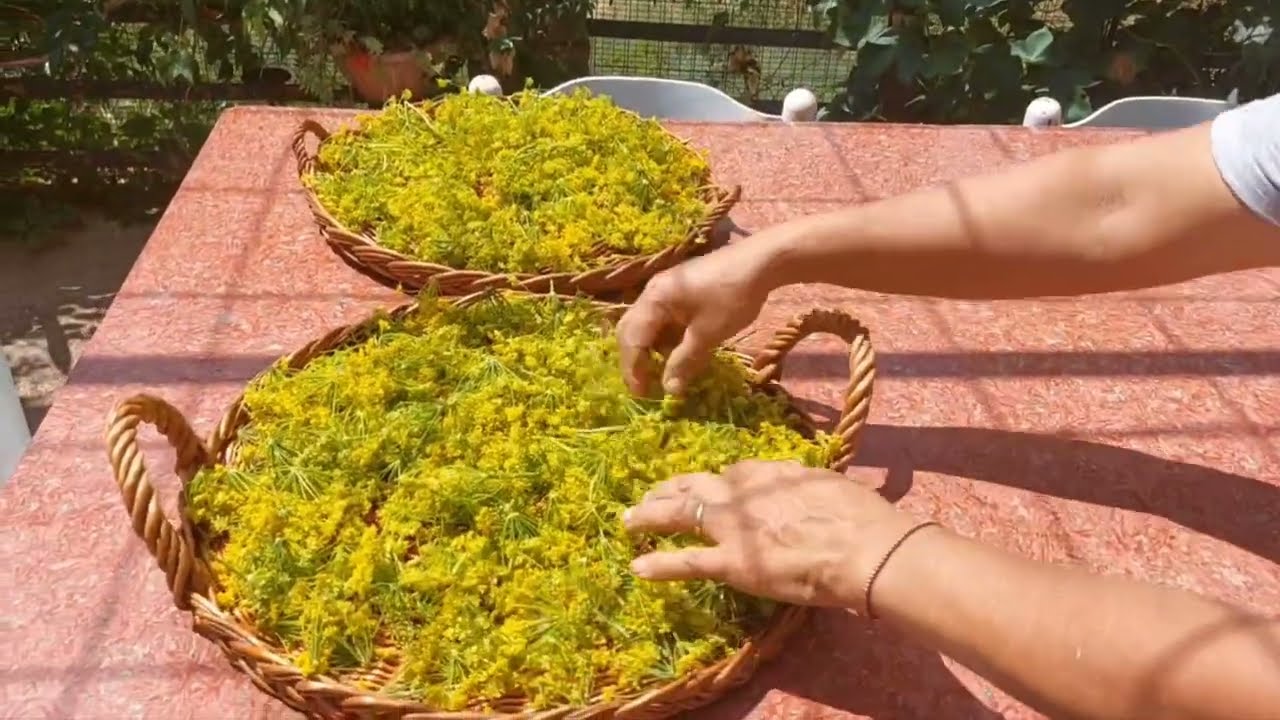 Fiori di finocchieto Selvatico Essiccato al 🌞, sott'aceto semplice e veloce