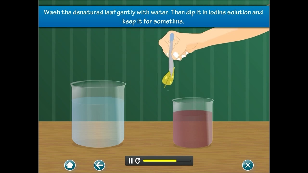 New Learning Science 7 - Chapter 1 - Nutrition in Plants
