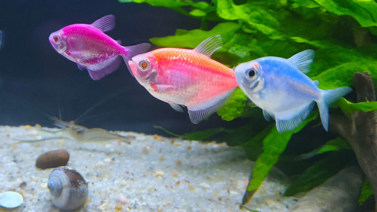 vem comigo conhecer os Tetras azul lilás e abóbora ? se gostar curte e se inscreva-se