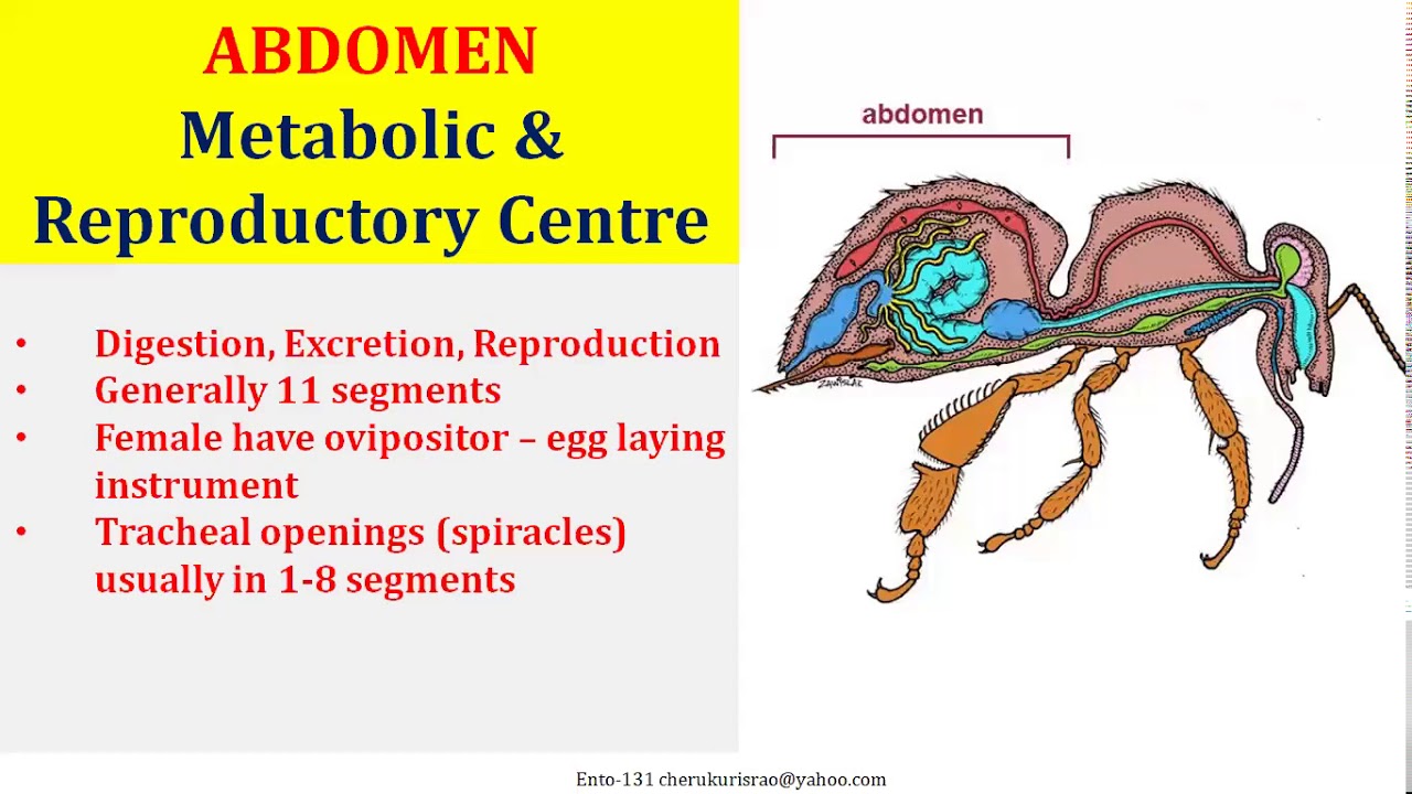 Prof Cherukuri Ento 131 L 05 Body Segmentation in Insects