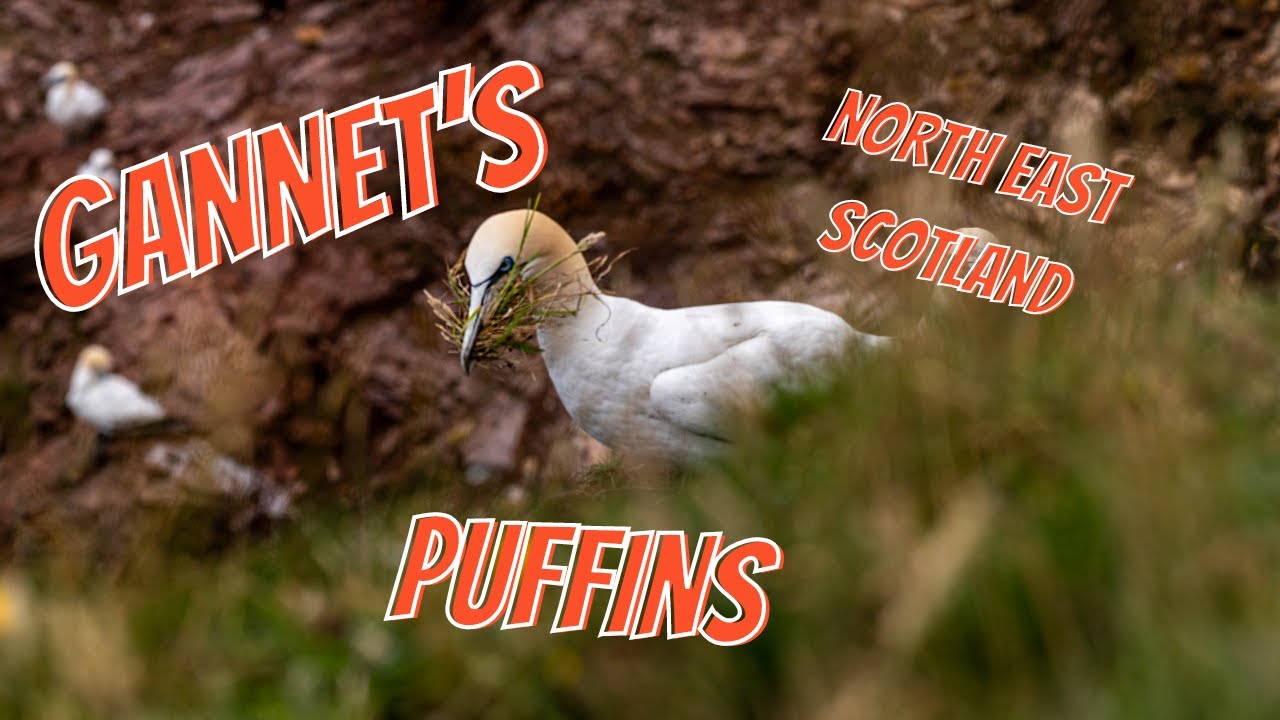 Gannets and Puffins, North East Scotland.