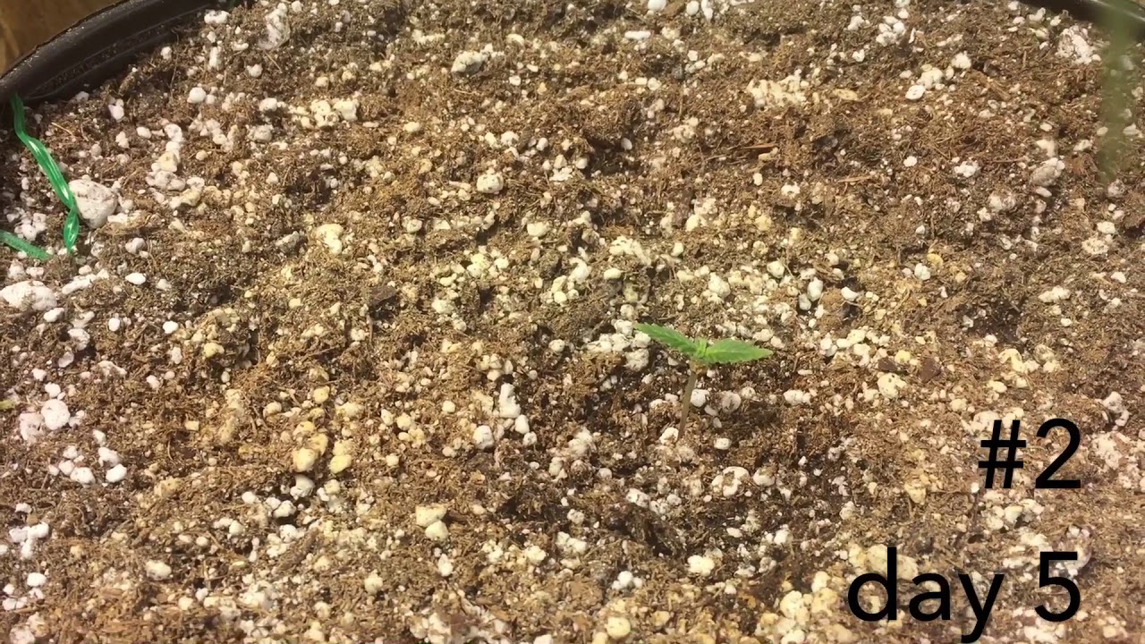 Crop Kings White Widow Auto time lapse. Fimming/topping an auto.