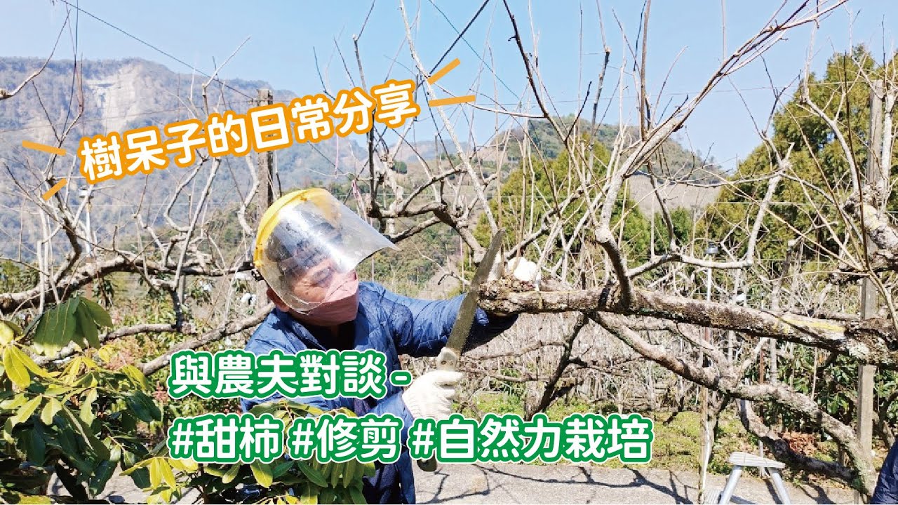 【樹呆子的日常分享】#與農夫對談 #甜柿 #修剪 #自然力栽培