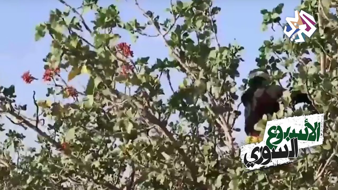 الأسبوع السوري | مورك تستمر في زراعة الفستق زمن الحرب