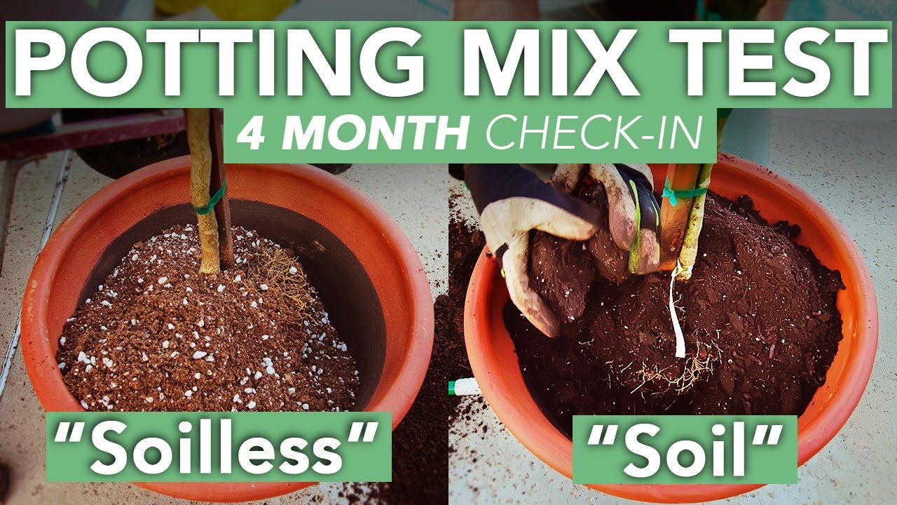 4 Months - Soil VS Soilless Potting Mix Test Mandarin Orange (PT.2)