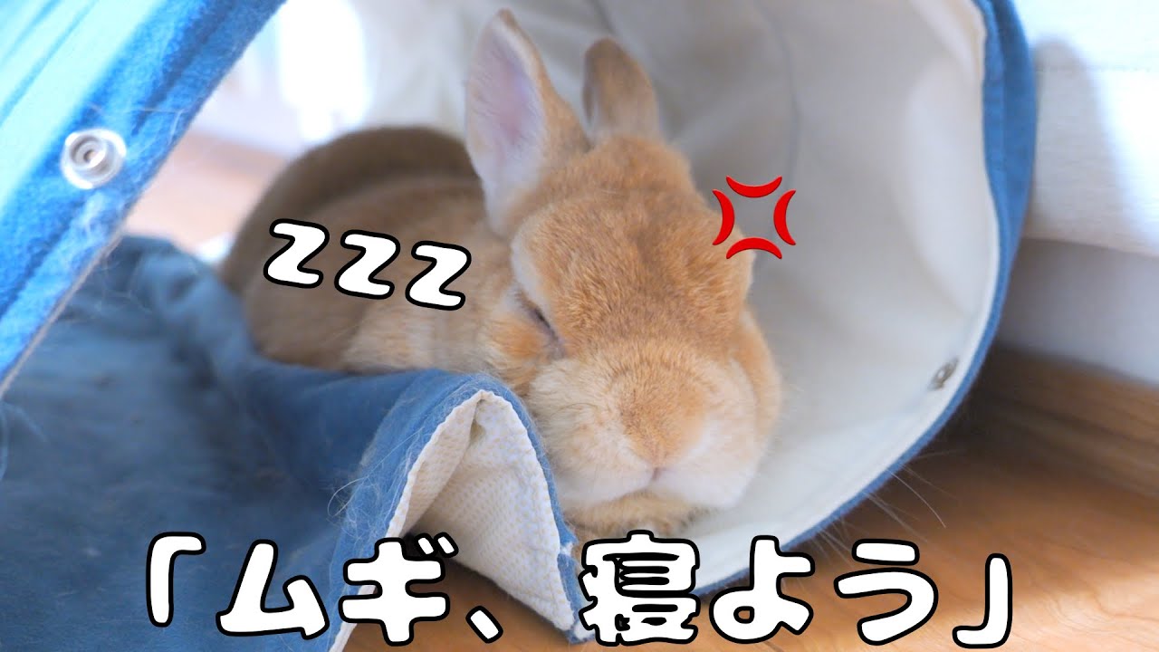 全然寝ないウサギに「寝よう」と声をかけたら渋々言うことを聞いてくれて可愛かったです笑【No.1250】