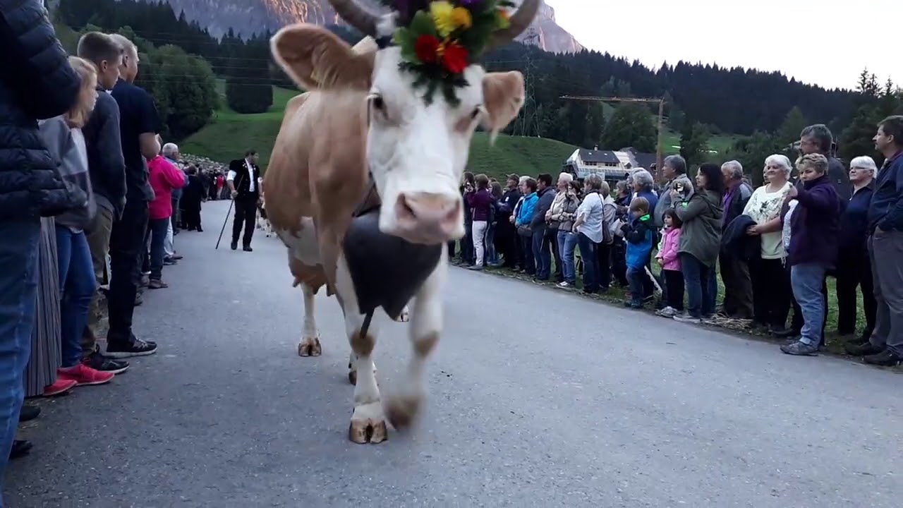 Alpabzug in Schangnau