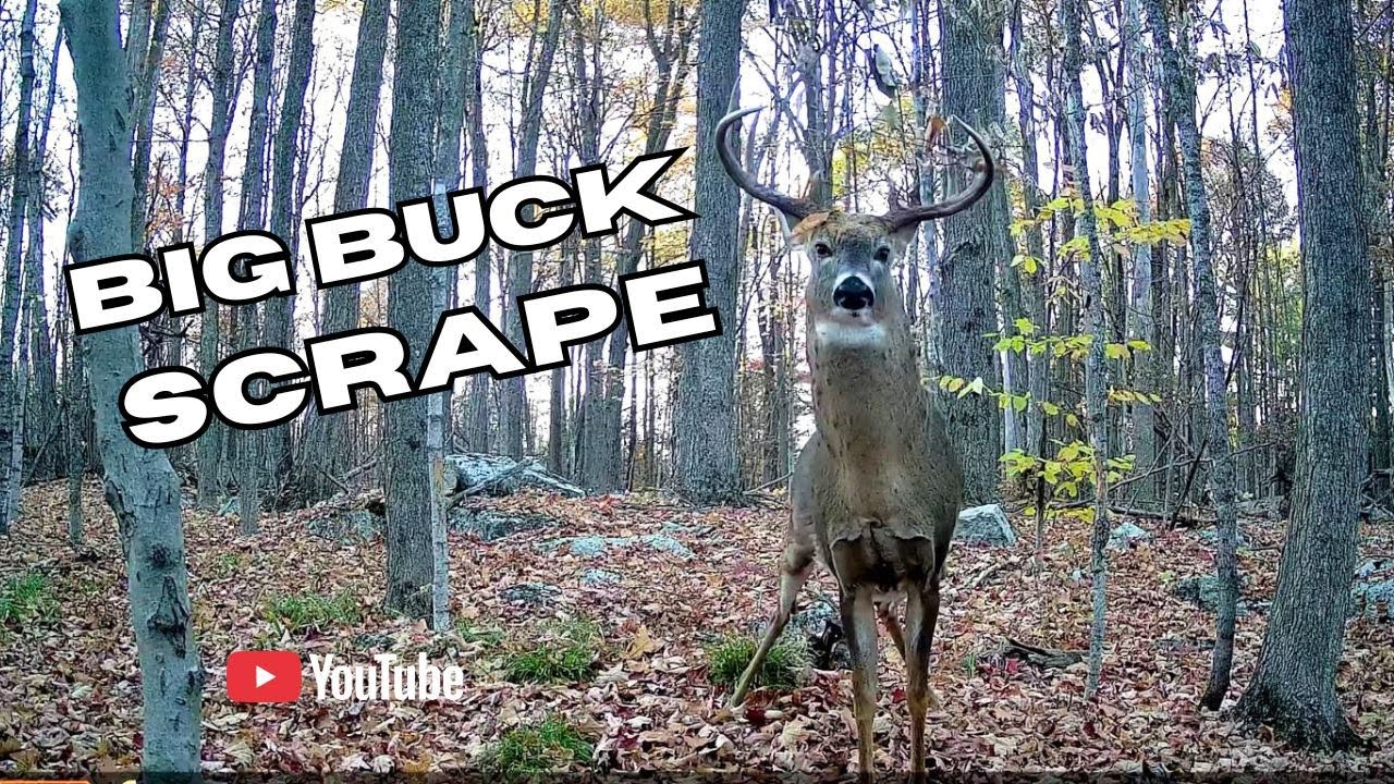 BIG Whitetail Buck Up Close Scrape Action | Trail Cam Video