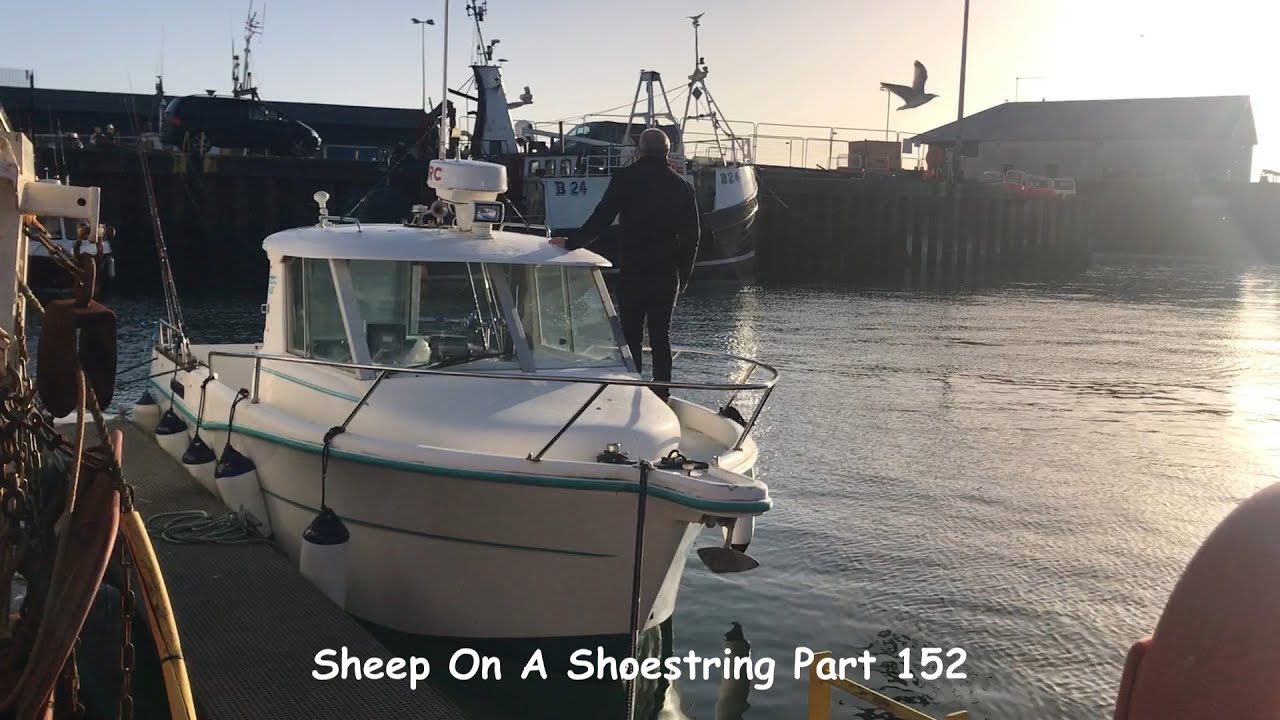 Sheep On A Shoestring Part 152